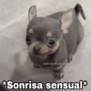 🌀 Perros con Frases 🐕🫧 14