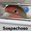 Sospechoso