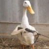 Pato | duck 🦆 11