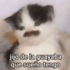 Gatos Pa Contestar🐈⚡ 21