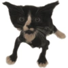 Gatos coringa 18