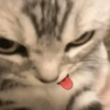 Gato sacando la lengua 16