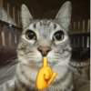 Kucing meme 14