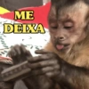 ME DEIXA