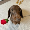 Cachorro meme 6