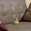 Calopsita Fofa Reações 🦜 8