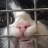 Gatinhos + reações 15