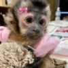 Macaco 🐵  9
