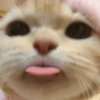 Gato sacando la lengua 8