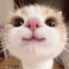 Kucing lucu 7