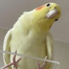 Calopsita Fofa Reações 🦜 12