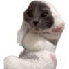 Gatos coringa 9
