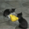 🐈GATO-s MEME-s🌐 6