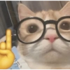 Memes de michis 😻😺💘 9