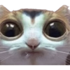 Gatos coringa 11