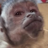 Macacos engraçados  15