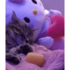 Gatinhos 23