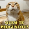 GATOS SENDO GATOS 😸 10