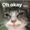 Cat 13
