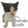 Michis caóticos ⚡😼⚡ 9