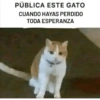 Gatos publicables 8