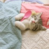 Сумасшедшие кошки 1 22