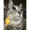 Kucing meme 16