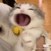 Gatinhos 17