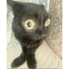 Kucing no context 12