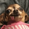 Cachorro meme  10