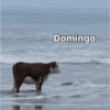 Domingo