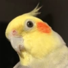 Calopsita Fofa Reações 🦜 14