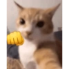 🐈GATO-s MEME-s🌐 8