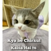 Cat love 2
