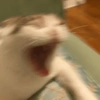 Gatinhos + reações 8