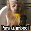 Changuitos Reacciones! 🐵🐒 8