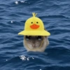 Cricetino Sad Hamster 24
