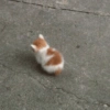 Gatitos. | @ocenferios  Haki. 6