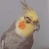 Animaladas Random🤪✨4 7