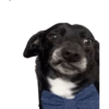 Jojojo 5
