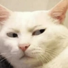Gatinhos + reações 16