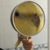 Calopsita Fofa Reações 🦜 17
