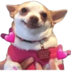 Cachorro meme  9