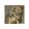 Perros que juzgan 9