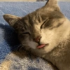 Gato sacando la lengua 13