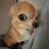 Perritos Moods🐕🦴 23