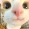 Cats (2/4) 10