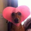Cachorro meme 7