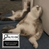 Alto Em 🔎 Gatinhos 11