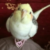 Calopsita Fofa Reações 🦜 11